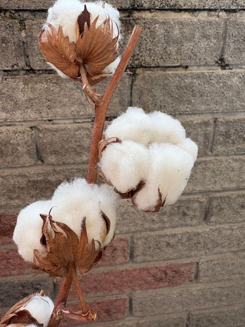 image_F4D100E5-7D05-40F4-A8D9-0C539D3B9ED8_1740906095