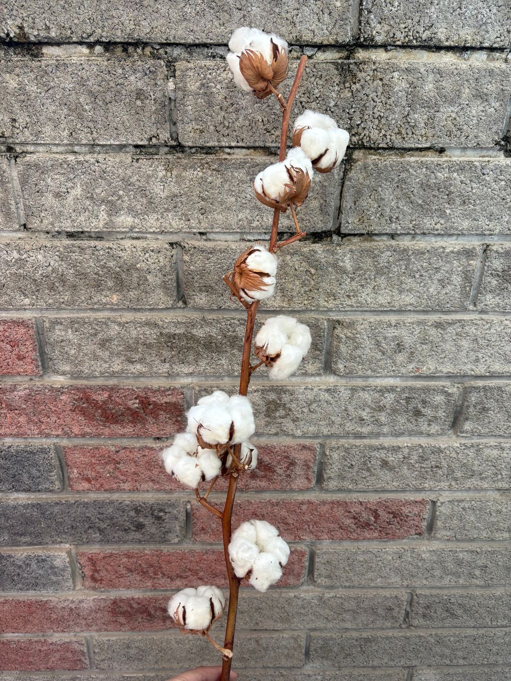 image_FB8AFE9C-C3D2-41F3-8102-31E6424E6FBA_1740906095