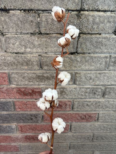 image_FB8AFE9C-C3D2-41F3-8102-31E6424E6FBA_1740906095