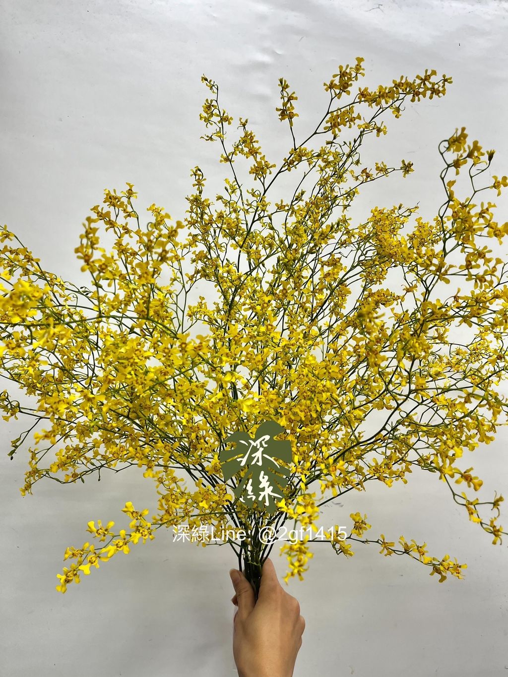 IMG_3875-1740977347467