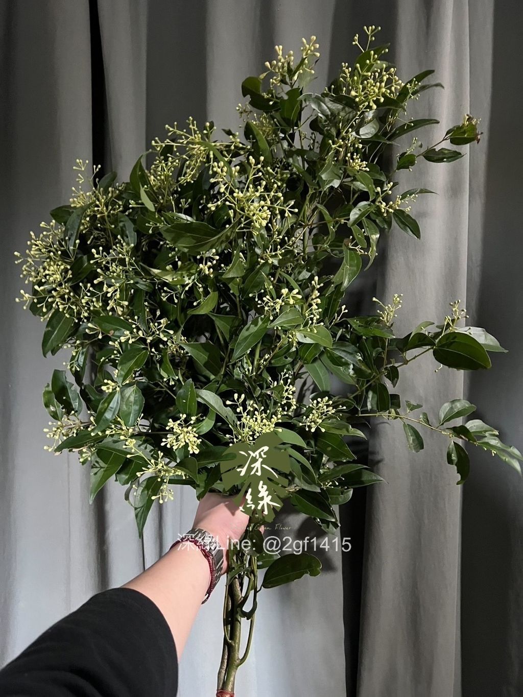 image_3E83DC3F-59D8-4E46-9675-996D0F76EAD3_1740904440