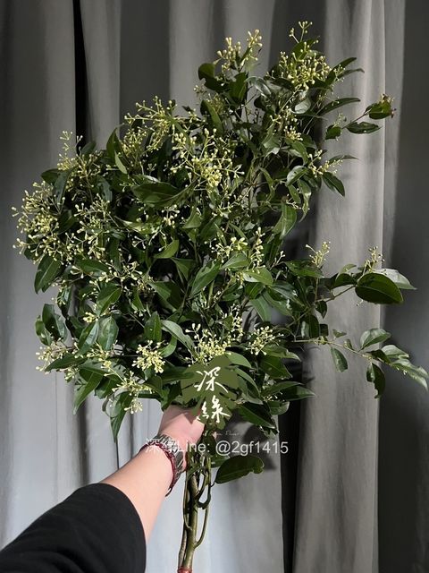 image_3E83DC3F-59D8-4E46-9675-996D0F76EAD3_1740904440