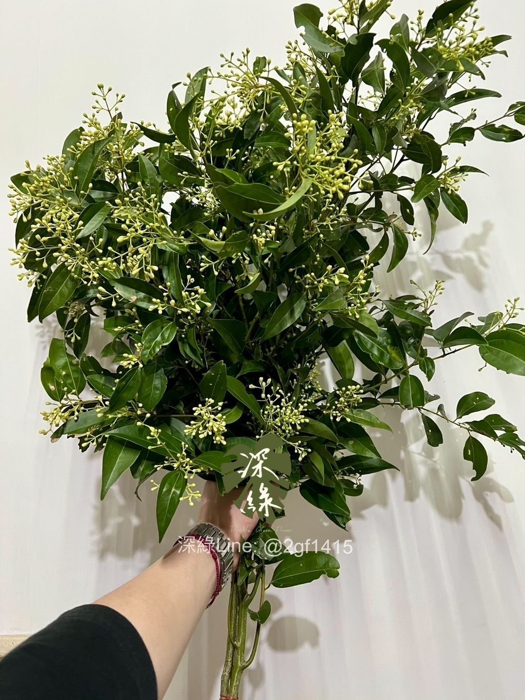 image_916CAC75-64A1-4F18-B87E-08EFD08EB5FB_1740904440