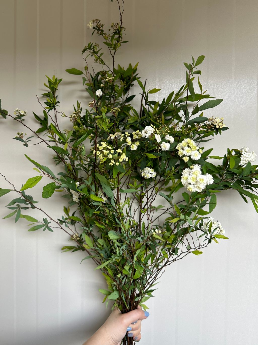 image_C0F3D2AB-94DD-4675-913B-81B8084FBB47_1741860051