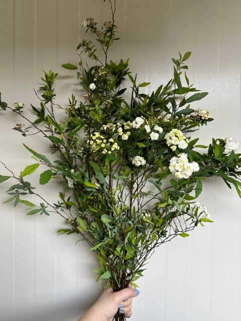 image_C0F3D2AB-94DD-4675-913B-81B8084FBB47_1741860051