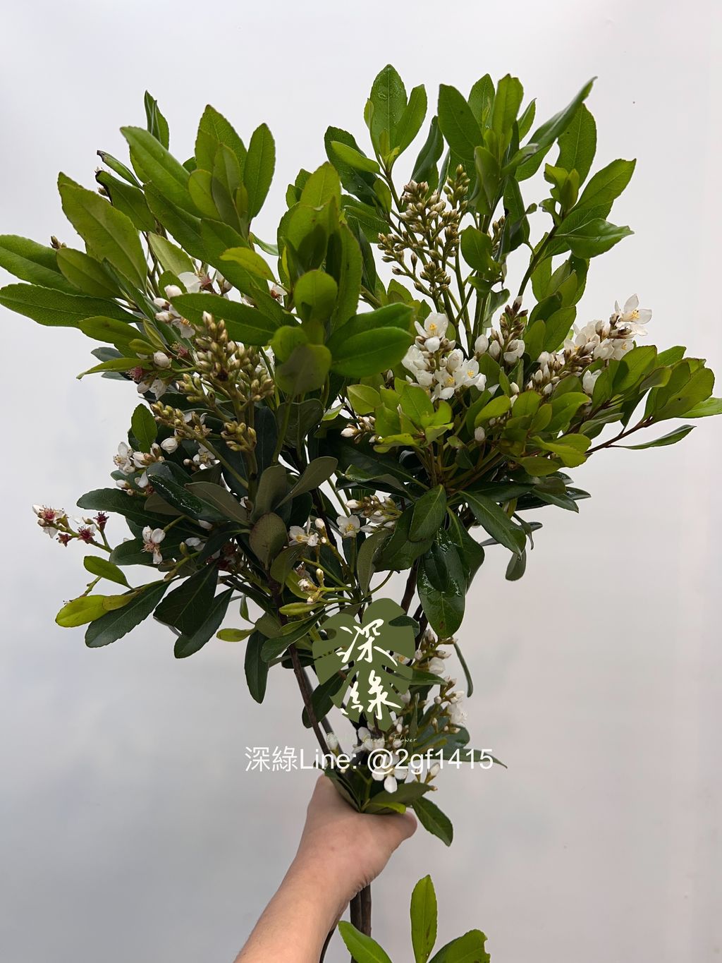 image_451766A0-2D72-4808-8195-537A83BE12E8_1742362726