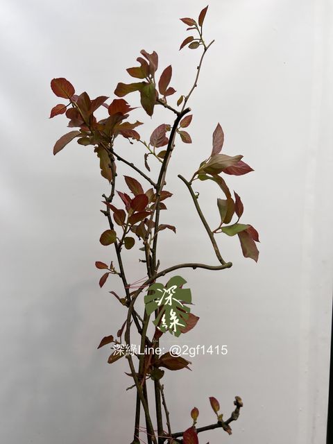 image_64D68111-DF93-47DE-959B-E385A7CDCEAF_1742362784