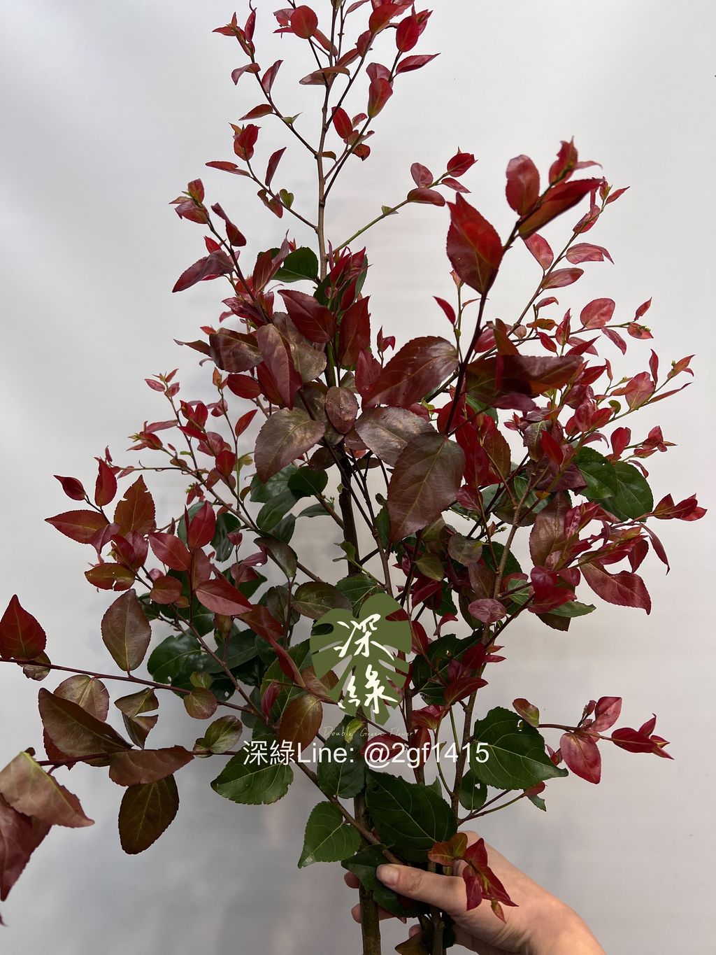 image_435E1F86-FD3E-4307-953C-CE1CB3A95444_1742362824