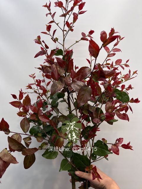 image_435E1F86-FD3E-4307-953C-CE1CB3A95444_1742362824