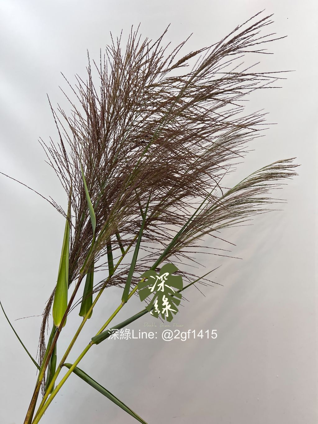 image_A22FE000-1127-494E-A96A-C66842B8E21B_1742363106