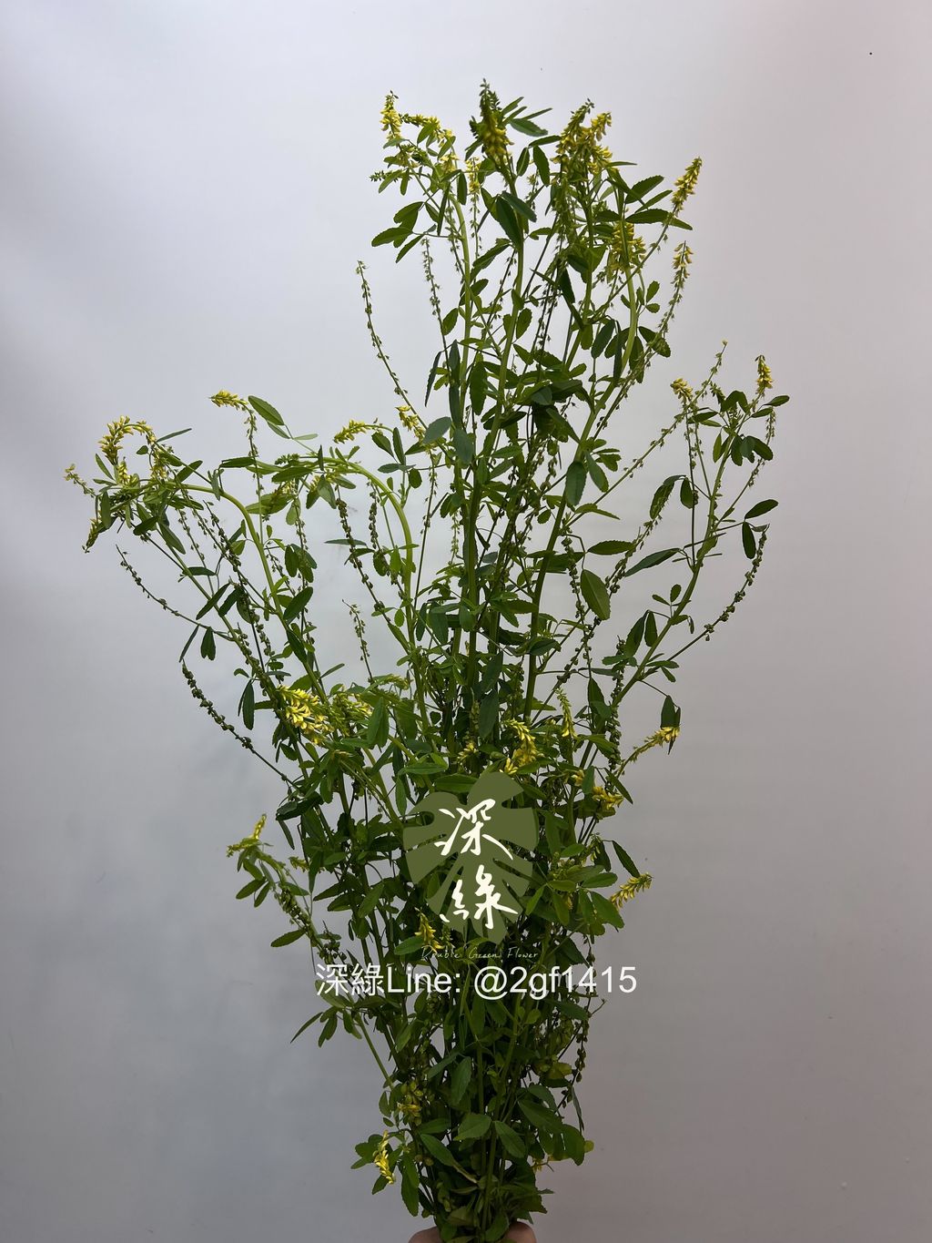 image_C1D4BA3F-A17A-4F12-951A-DD001539A5CD_1742363259