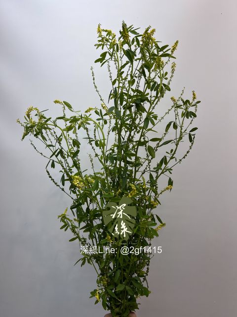 image_C1D4BA3F-A17A-4F12-951A-DD001539A5CD_1742363259