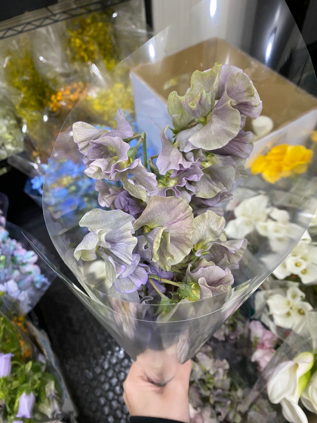 image_282444C8-1249-424A-8710-DCA98FA1ED24_1742808365