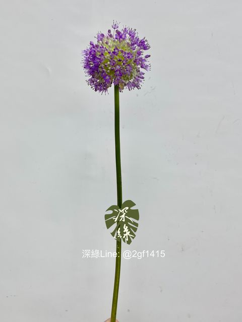 image_40E2CDD6-607A-4897-AAB9-75DB3239C911_1742875792