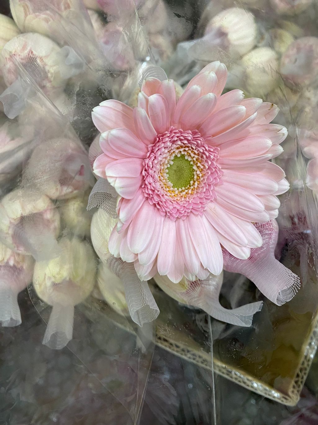 image_34BE46C2-6865-4C6E-B5F8-56BE36B911CE_1742885199