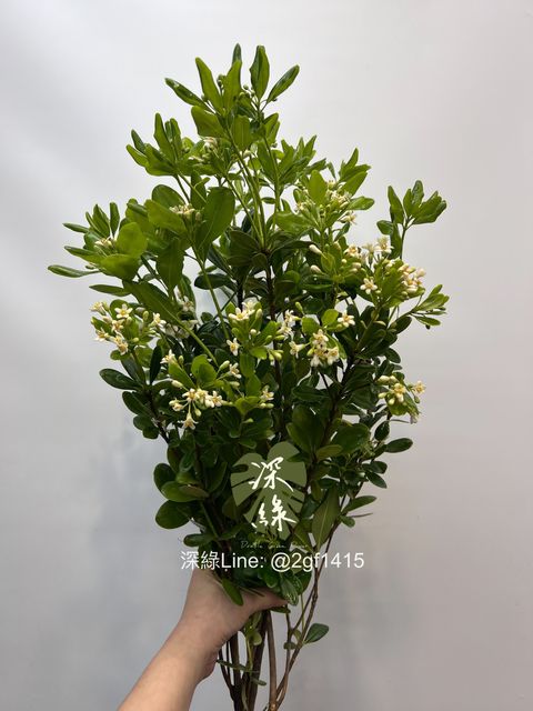 image_23AAA921-56F0-47EA-B096-65EB65681247_1742363560