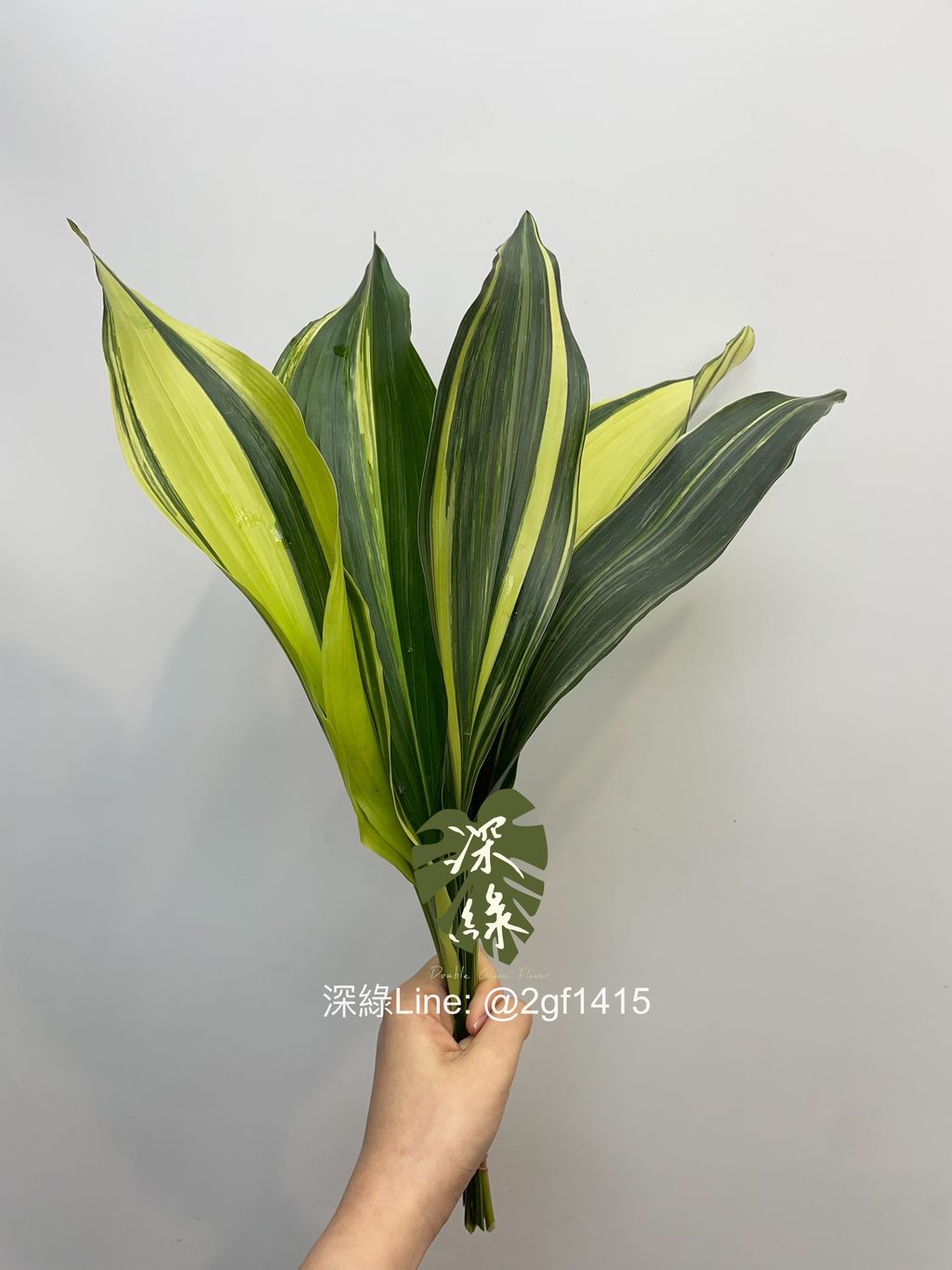 image_8D080D9E-C11D-4FC1-B2EB-43B2FD3E454C_1743633151