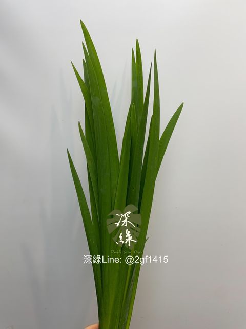 image_900C3B4B-46A3-4BE1-A64A-C8F121CA29AB_1743633187