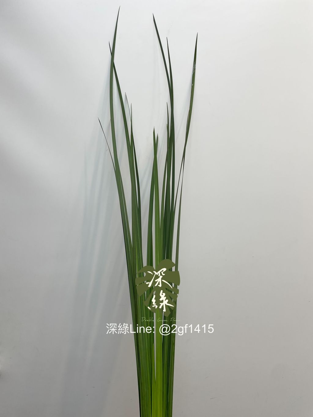 image_1F309663-3915-42C1-BD55-83DCFA332567_1743633240