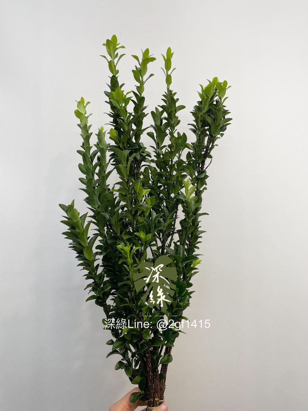 image_E9942A7B-A4F3-43B7-9B1A-1A6FD5FD79DE_1743633280