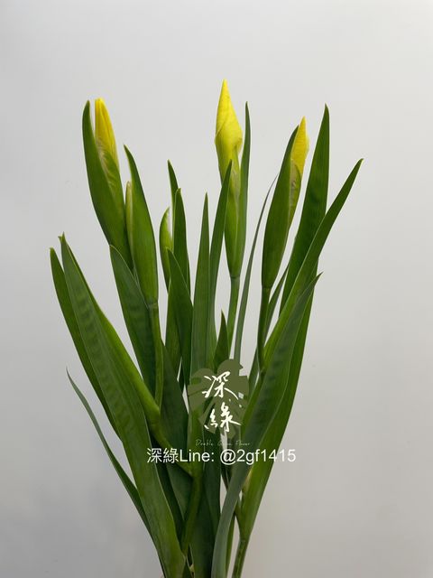 image_74D2A35A-B46B-4827-890E-DA6094E3A57F_1743928259