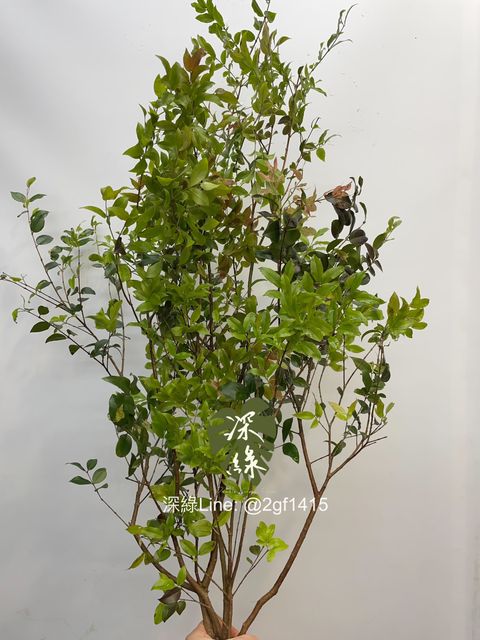 image_5D15489E-B1F8-4460-BADA-2400C2BAC654_1743936295