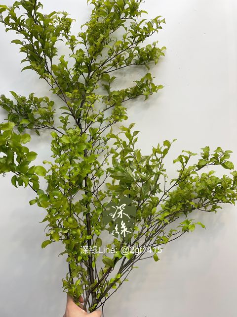 image_8BE307CF-62A2-4804-BC91-BA0FFB7F8CA5_1743936379