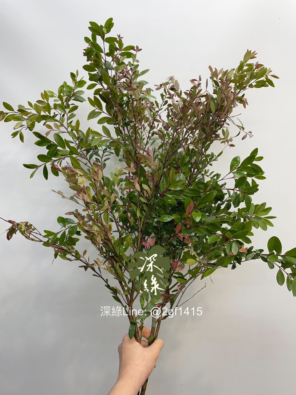 image_D91B68BA-8EFF-4720-A77D-CD3CFA67437C_1743936469