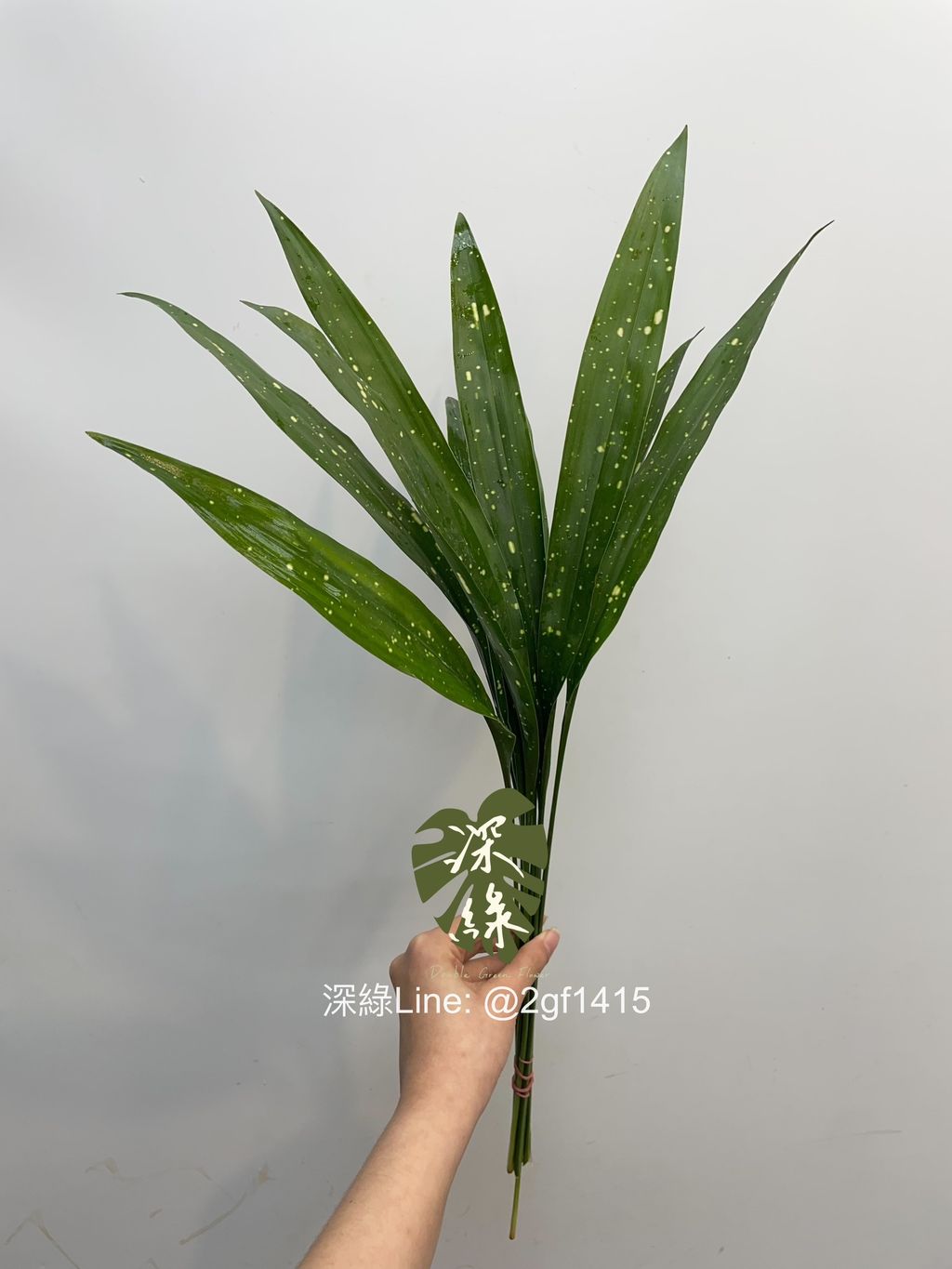 image_2BF751C1-FC2F-4958-9999-FE7606330E7E_1743936607