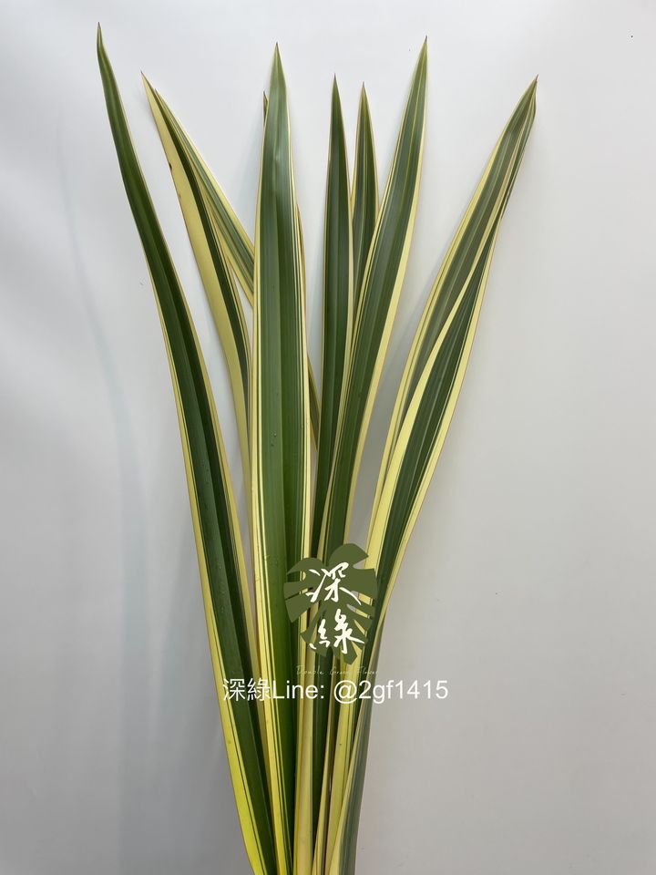 image_0CC86EB1-AEB5-4472-AD23-39B1F2112BAA_1743936798