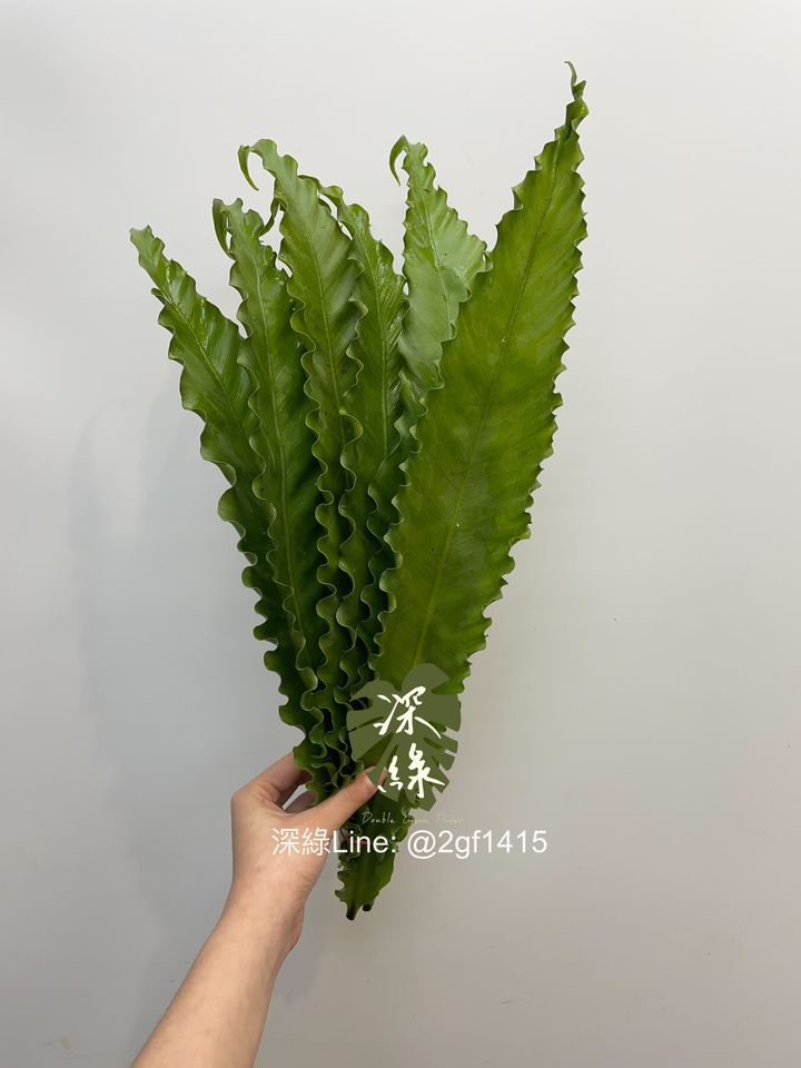image_88EC46C6-BD58-4E60-ABDA-C7D31DC84CF8_1743937045
