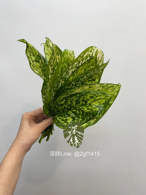 image_D05064AF-EBAD-4B42-8C2F-D53649EFDA8A_1743937084