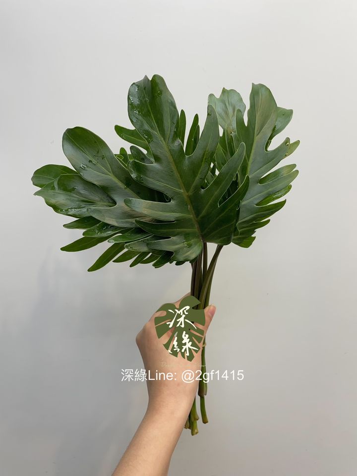 image_AD26E65B-60AA-4102-8CBD-56A55DC1275B_1743937177