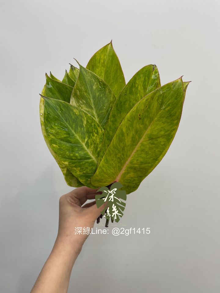 image_6E962239-E78B-42E2-A8B8-A63AB15F43D1_1743937249