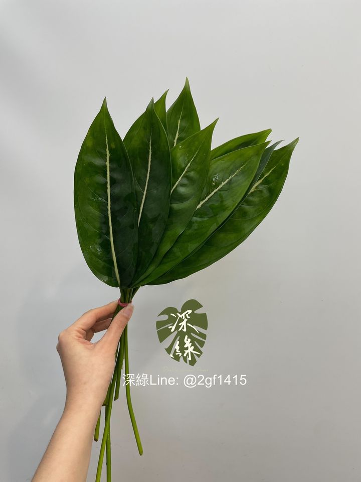 image_386B2ECC-5D12-46E6-BF8E-ED12E8E19CEB_1743937485
