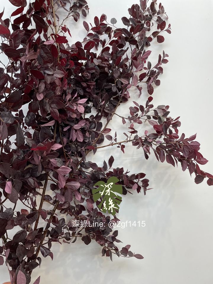 image_CCE58ED5-6627-4519-AE60-1C722A664AB7_1744177618