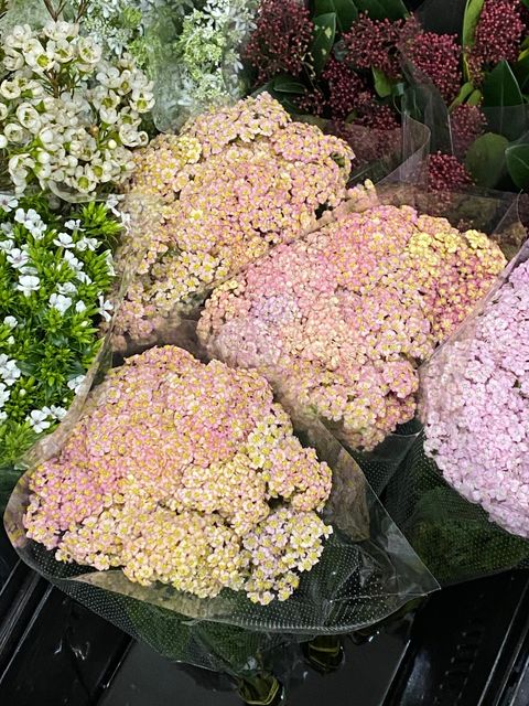 image_77E68565-8CBA-4DB6-A13D-46B096C808E0_1744266036