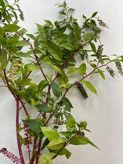 messageImage_1744531207786