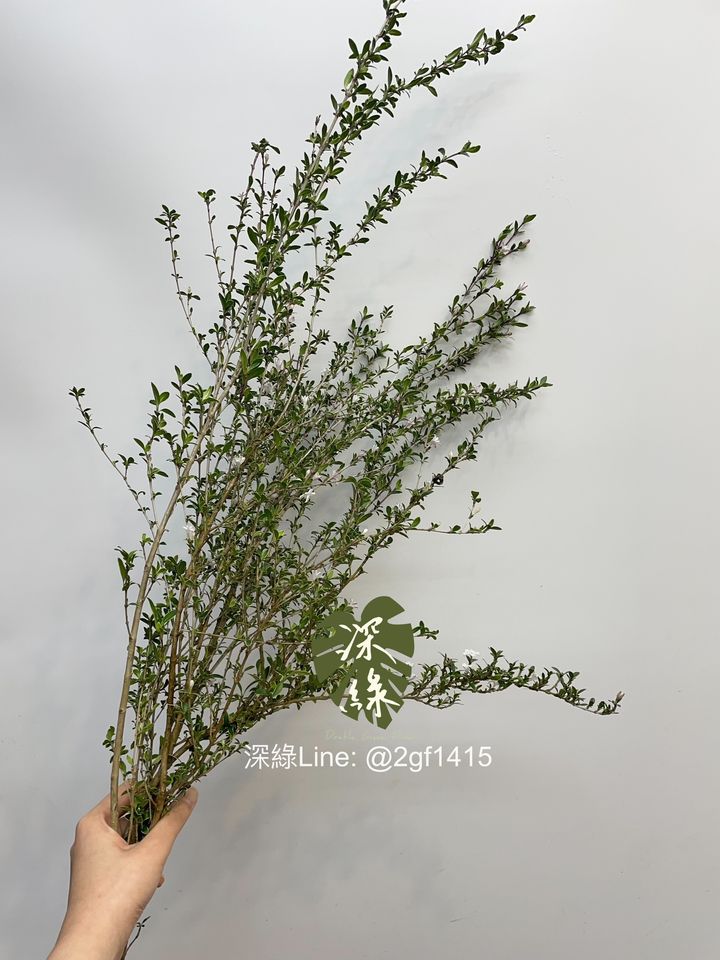 image_D9951CE6-0DB9-4253-B73D-C30E79B41D8F_1744783068