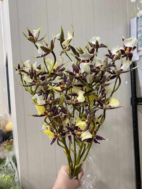 image_F39276A1-55DF-41F9-A546-2BA5F76A435A_1745311910