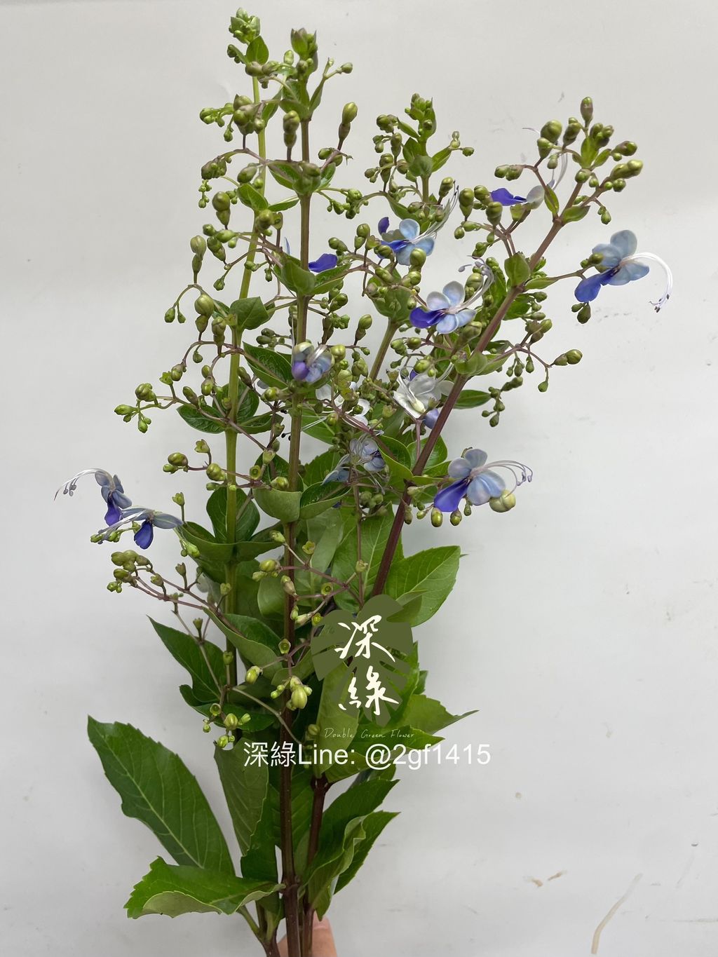 image_CE1DBE21-30C3-4FCB-98BF-84997FE27DB2_1745295837