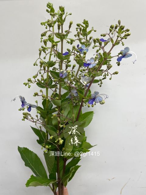 image_CE1DBE21-30C3-4FCB-98BF-84997FE27DB2_1745295837