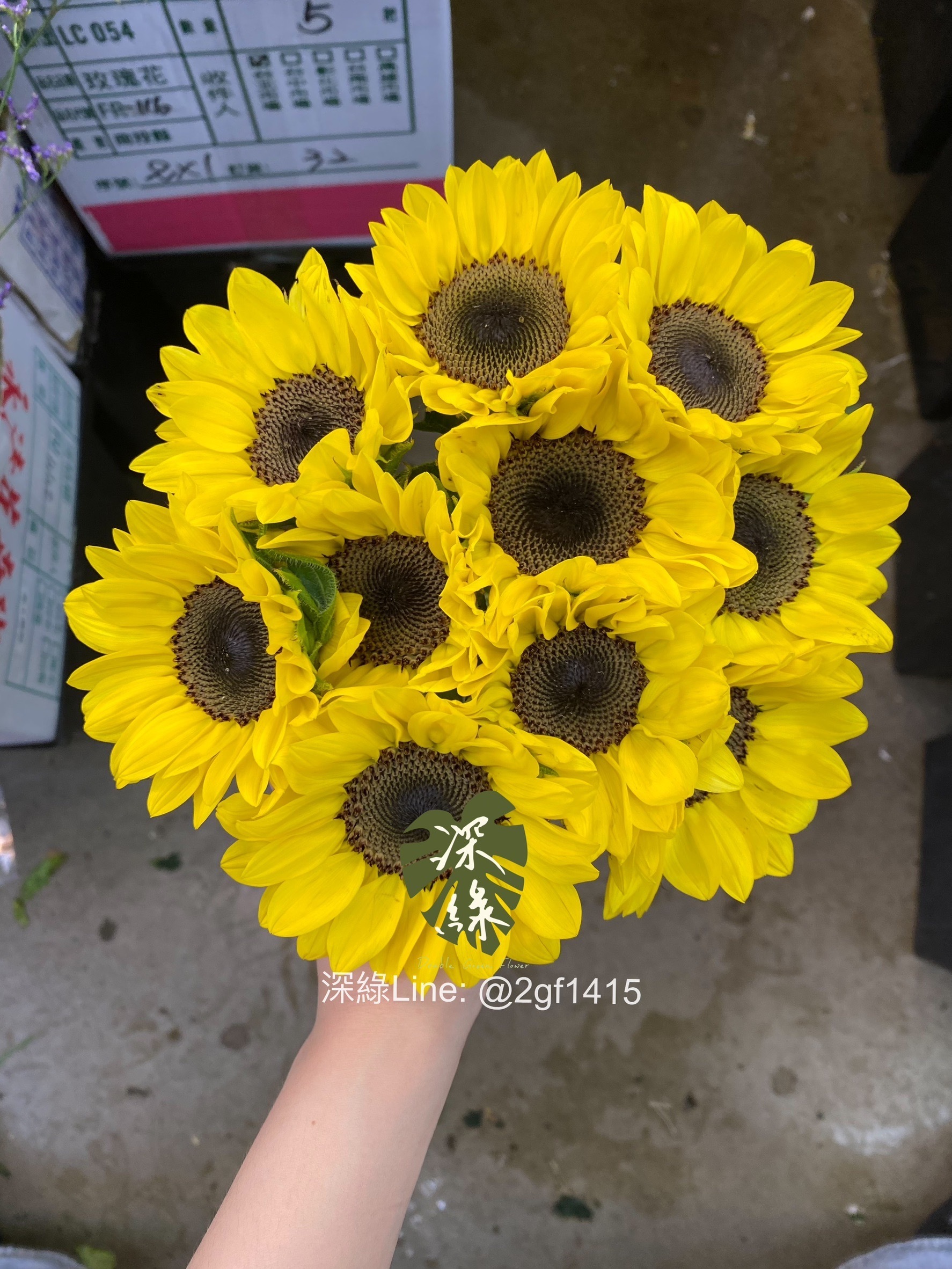 向日葵 86572267.jpg?width=480