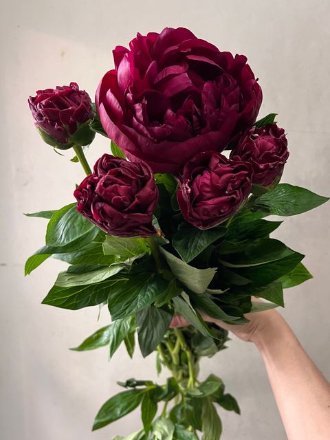 image_DAB3384A-D762-4D60-A1B0-76BD7539526B_1746676941