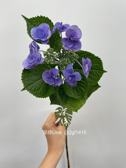 S__5398609