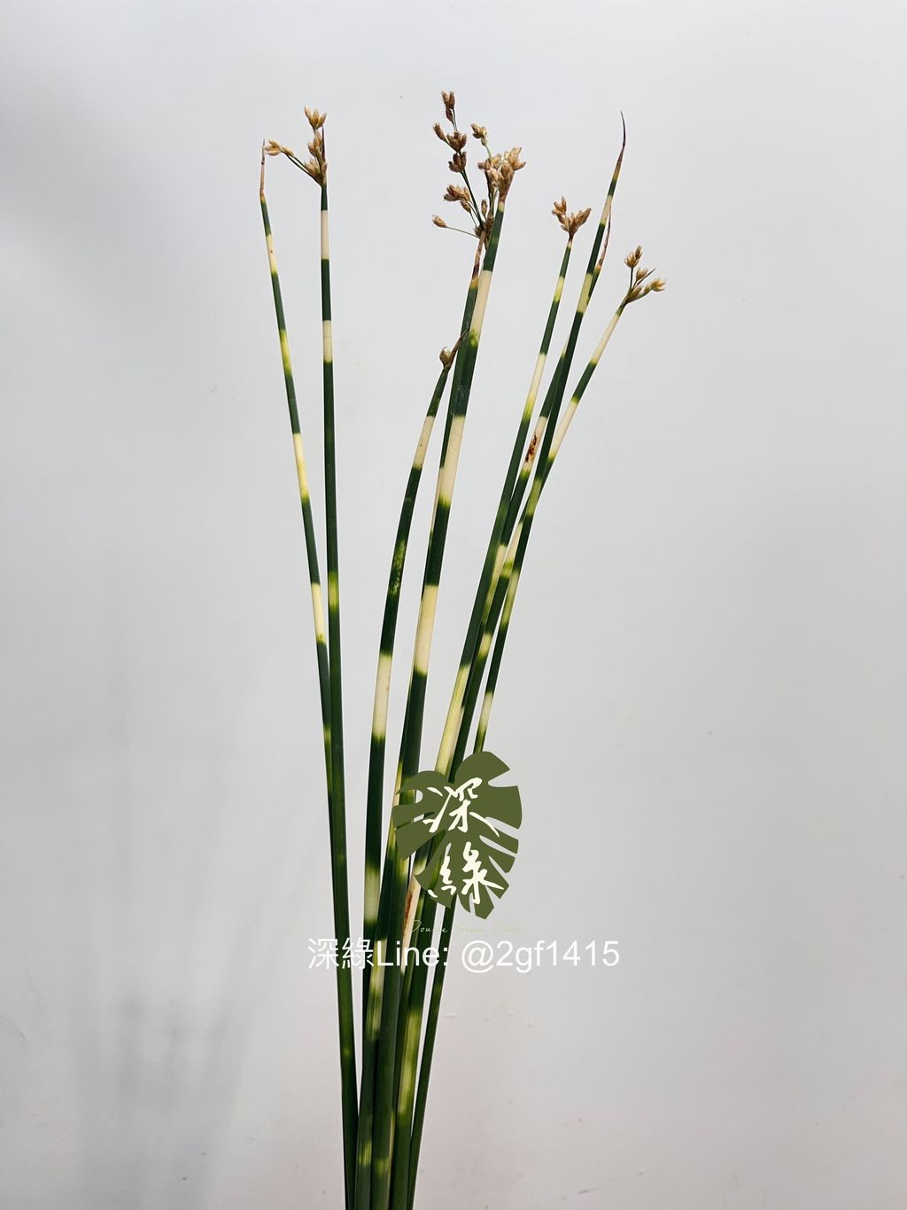 image_9F3FDED5-E084-4326-9666-802D76CF918D_1747109053