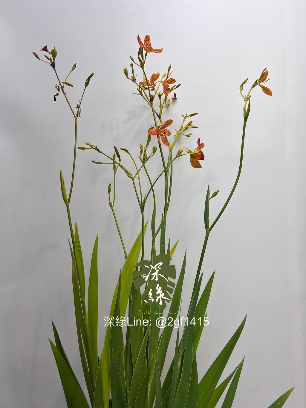 image_6BFBD265-67F1-48C2-B981-0E8FCAD33898_1747109188