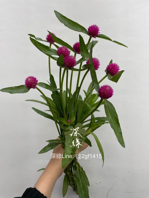 image_3235883D-A2CF-4DCC-9046-842ABEC728DE_1747112717