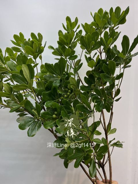 image_48553E68-4096-42AA-B163-666221969B2B_1747284363