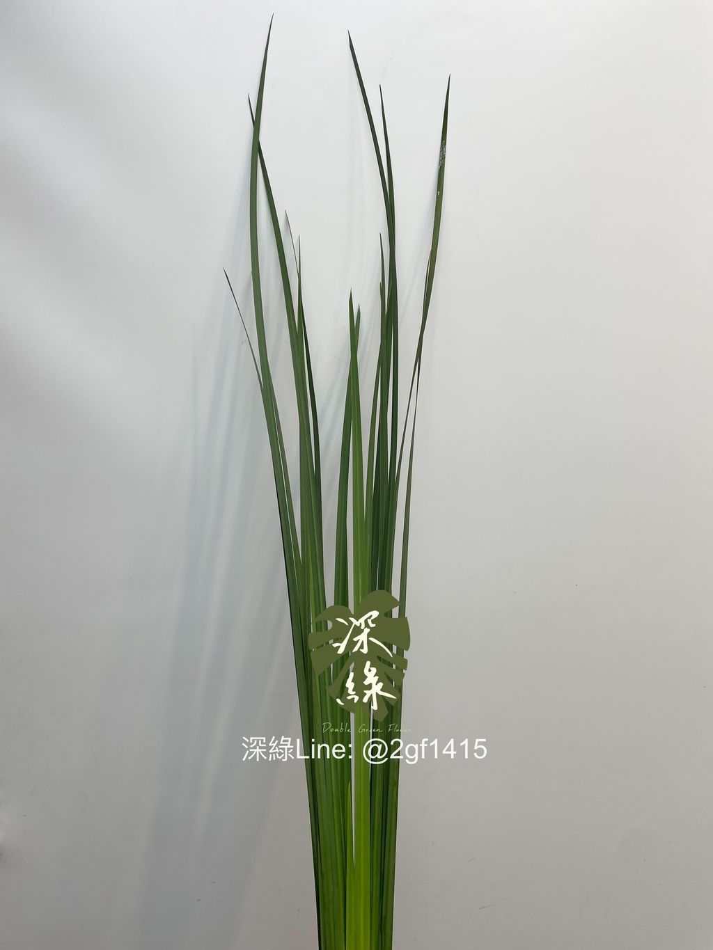 image_1F309663-3915-42C1-BD55-83DCFA332567_1743633240